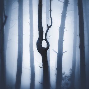 Preview wallpaper forest, fog, night, trunks