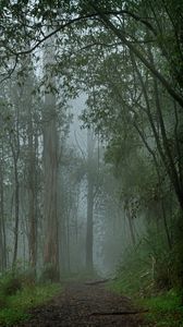 Preview wallpaper forest, fog, path, trees, landscape, nature