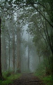 Preview wallpaper forest, fog, path, trees, landscape, nature
