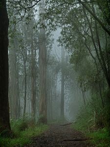 Preview wallpaper forest, fog, path, trees, landscape, nature