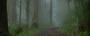 Preview wallpaper forest, fog, path, trees, landscape, nature