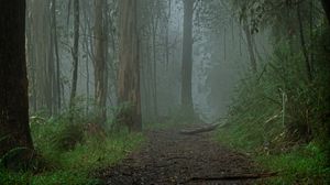 Preview wallpaper forest, fog, path, trees, landscape, nature