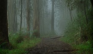 Preview wallpaper forest, fog, path, trees, landscape, nature