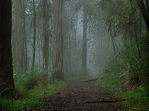 Preview wallpaper forest, fog, path, trees, landscape, nature