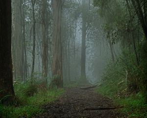 Preview wallpaper forest, fog, path, trees, landscape, nature