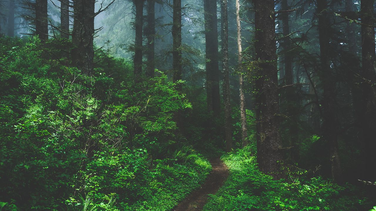 Wallpaper forest, fog, path, trees, grass