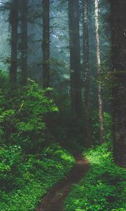 Preview wallpaper forest, fog, path, trees, grass