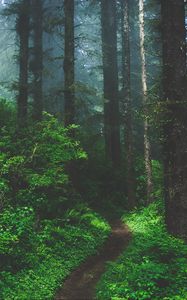 Preview wallpaper forest, fog, path, trees, grass