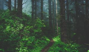 Preview wallpaper forest, fog, path, trees, grass