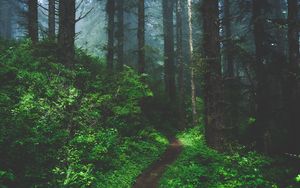 Preview wallpaper forest, fog, path, trees, grass