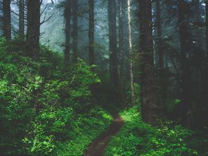 Preview wallpaper forest, fog, path, trees, grass
