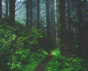 Preview wallpaper forest, fog, path, trees, grass