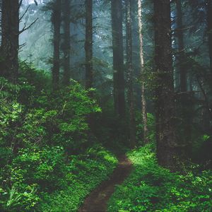 Preview wallpaper forest, fog, path, trees, grass
