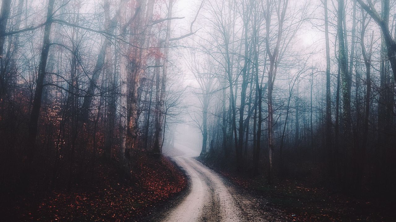 Wallpaper forest, fog, path, trees, autumn