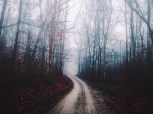 Preview wallpaper forest, fog, path, trees, autumn