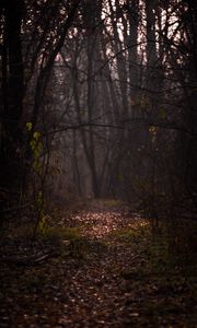 Preview wallpaper forest, fog, path, autumn, branches, foliage