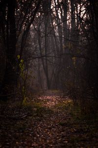 Preview wallpaper forest, fog, path, autumn, branches, foliage