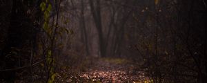 Preview wallpaper forest, fog, path, autumn, branches, foliage