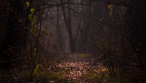Preview wallpaper forest, fog, path, autumn, branches, foliage