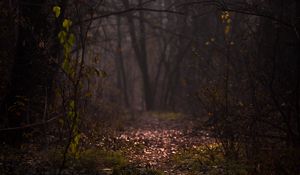 Preview wallpaper forest, fog, path, autumn, branches, foliage
