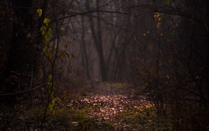 Preview wallpaper forest, fog, path, autumn, branches, foliage