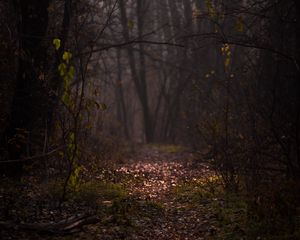Preview wallpaper forest, fog, path, autumn, branches, foliage