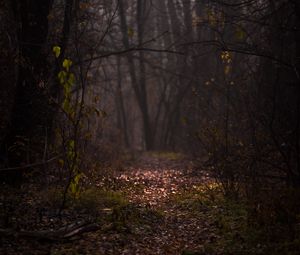 Preview wallpaper forest, fog, path, autumn, branches, foliage