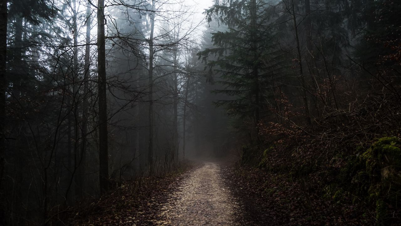 Wallpaper forest, fog, path, trees, walk, autumn