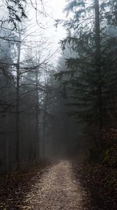 Preview wallpaper forest, fog, path, trees, walk, autumn