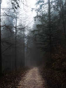 Preview wallpaper forest, fog, path, trees, walk, autumn