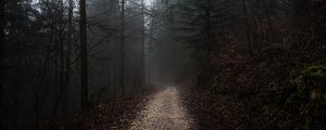 Preview wallpaper forest, fog, path, trees, walk, autumn