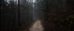 Preview wallpaper forest, fog, path, trees, walk, autumn