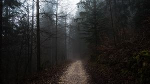 Preview wallpaper forest, fog, path, trees, walk, autumn