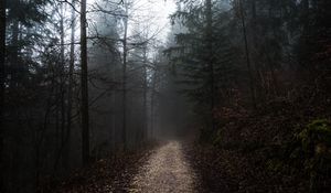 Preview wallpaper forest, fog, path, trees, walk, autumn