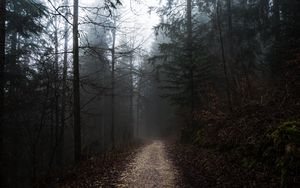 Preview wallpaper forest, fog, path, trees, walk, autumn