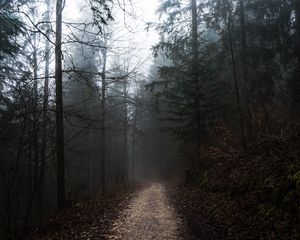 Preview wallpaper forest, fog, path, trees, walk, autumn