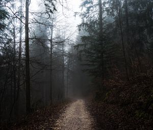 Preview wallpaper forest, fog, path, trees, walk, autumn