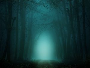 Preview wallpaper forest, fog, path, trees, twilight