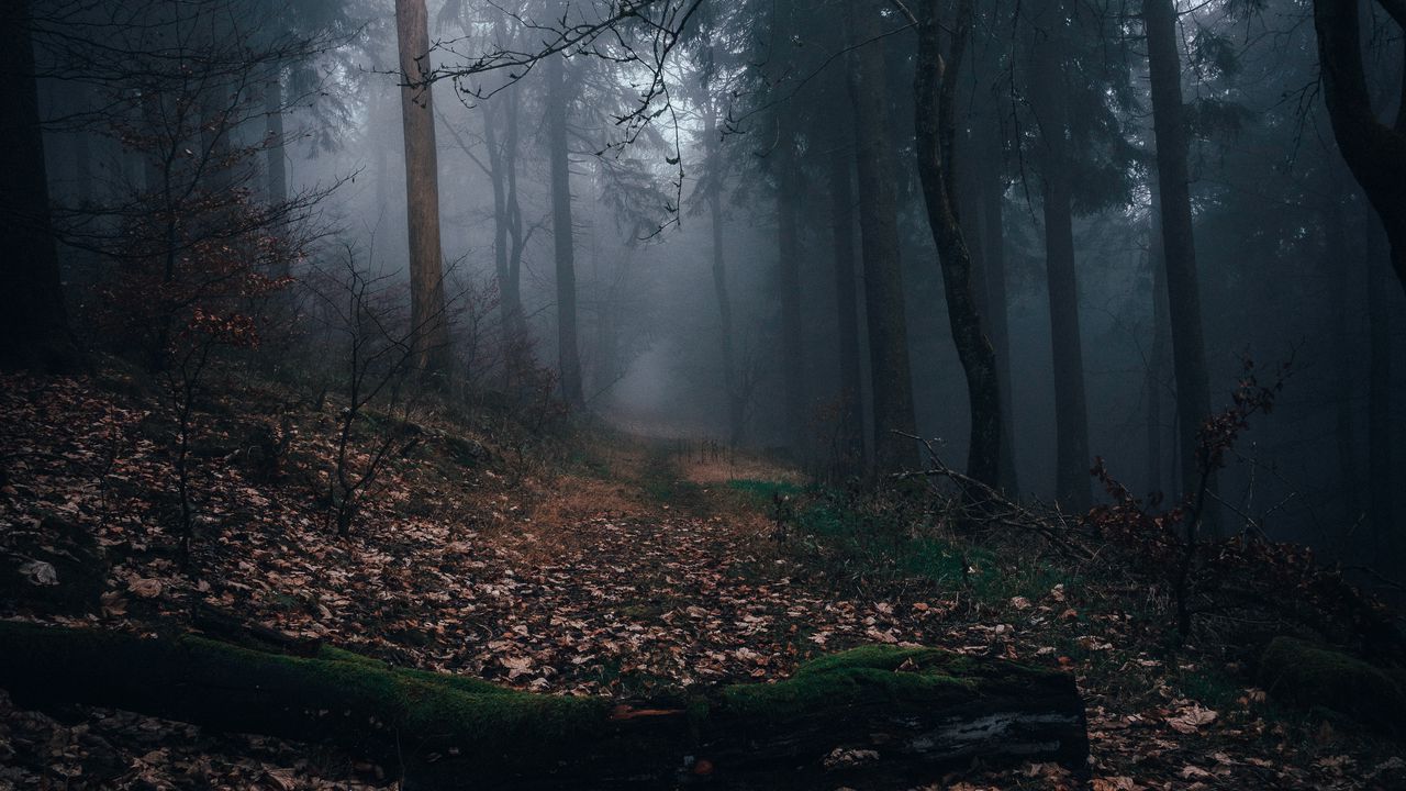 Wallpaper forest, fog, path, autumn, nature