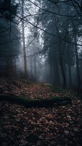 Preview wallpaper forest, fog, path, autumn, nature