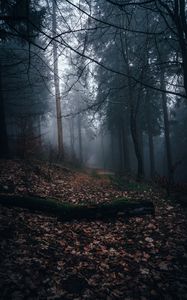 Preview wallpaper forest, fog, path, autumn, nature