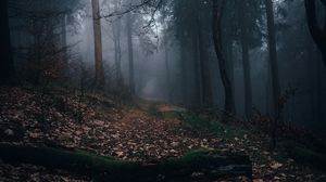 Preview wallpaper forest, fog, path, autumn, nature