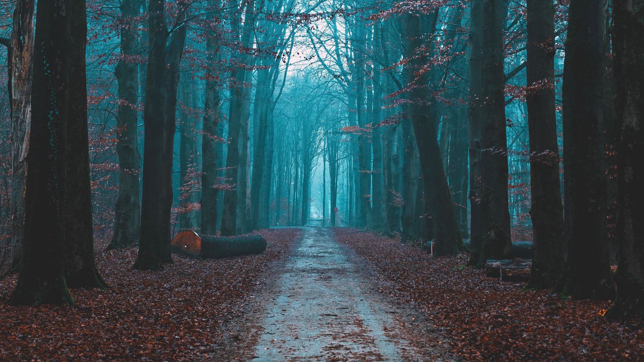 Wallpaper forest, fog, path, nature, autumn