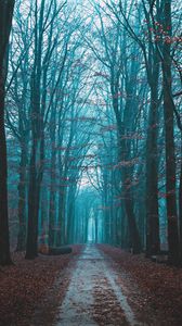 Preview wallpaper forest, fog, path, nature, autumn