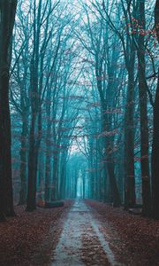 Preview wallpaper forest, fog, path, nature, autumn