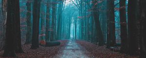 Preview wallpaper forest, fog, path, nature, autumn