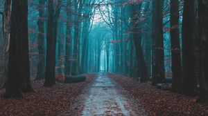 Preview wallpaper forest, fog, path, nature, autumn