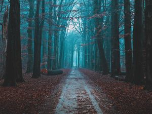 Preview wallpaper forest, fog, path, nature, autumn