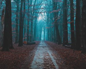 Preview wallpaper forest, fog, path, nature, autumn
