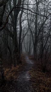 Preview wallpaper forest, fog, path, autumn